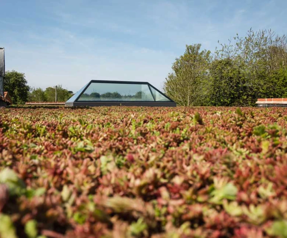 A lush green roof covered in sedum plants, with a modern glass skylight peeking through. In the background, trees and clear blue sky are visible.