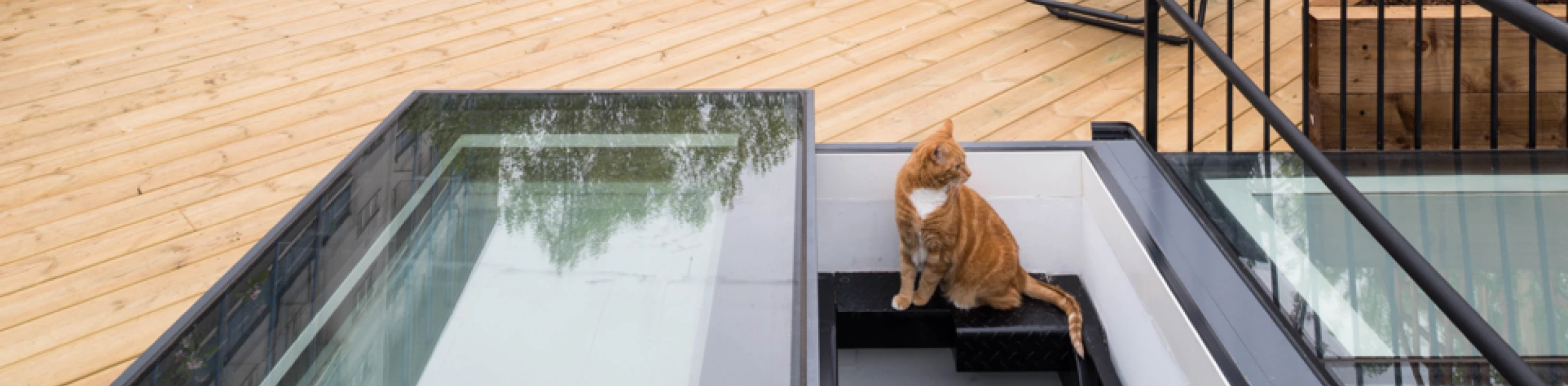 Terrasse en bois avec des chaises longues et des plantes. Un chat orange est assis près des escaliers. Des bâtiments et des arbres verdoyants sont en arrière-plan.